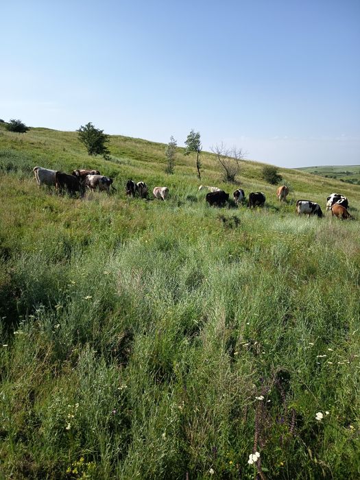 Desființez ferma Vaci , avem si Vaci cu Lapte Vitele,Tauri