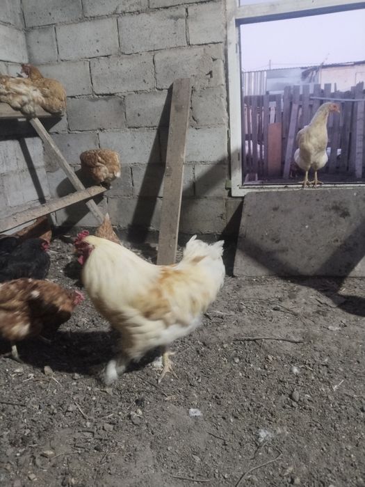 Продам петуха  полтора годовалого