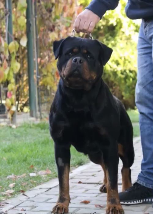 Pui Rottweiler (Femela) cu Pedigree