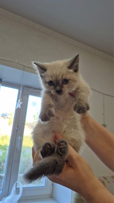 Отдам таких котят!
