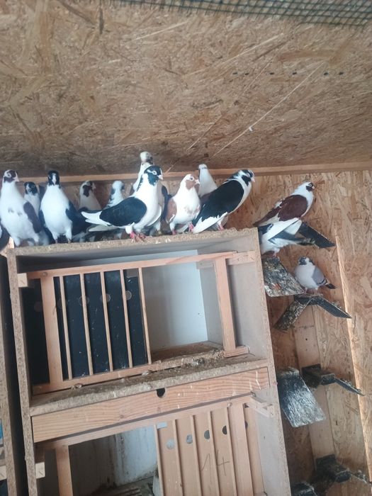 Porumbei voltati indieni/ jucători de galati