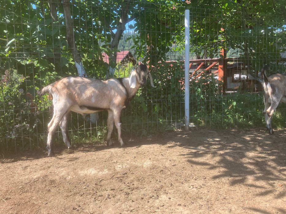 Doi tapi si i siscornita