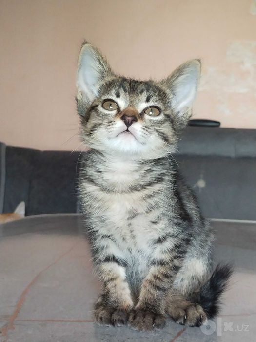 Котенок девочка 2 месяца