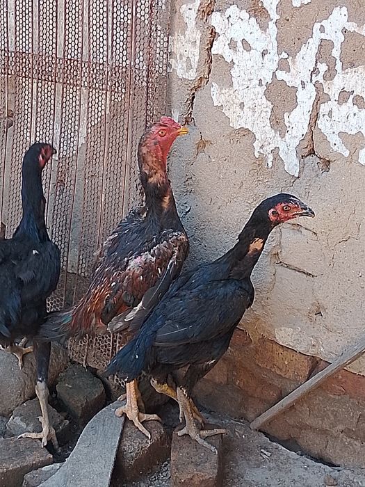 Продам кур породы Дакан.