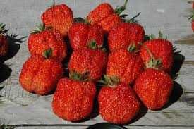 Рассада клубники ассортимент