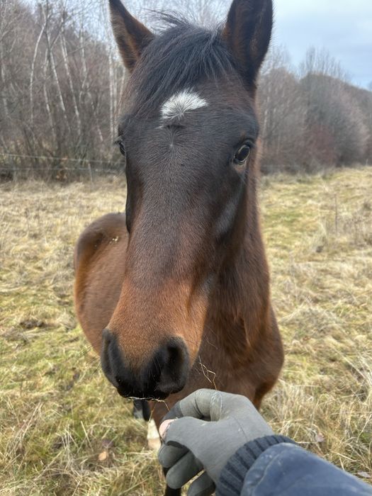 Vând mânz de 2 ani!
