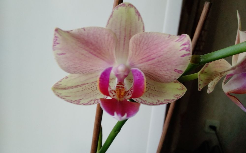 Продам домашнюю орхидею