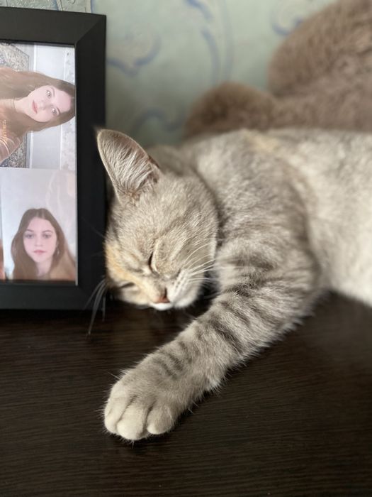 Срочно отдам кошку в добрые руки!!!