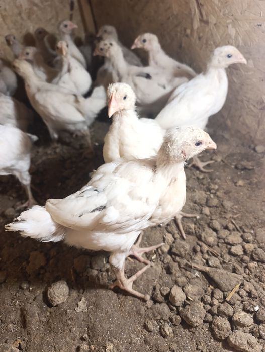 Несушка Жужа Хаммаси товук.