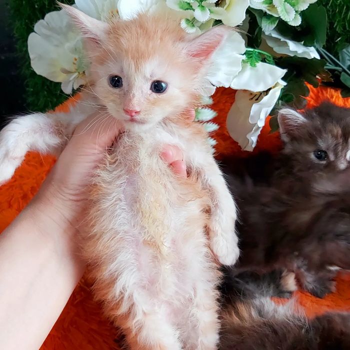 МЕЙН- КУНЫ! - разные Расцветки