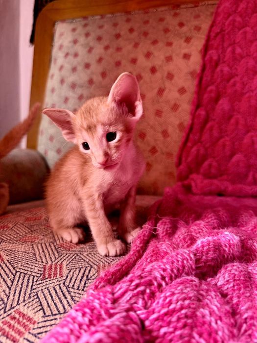 Ориентальные котчта