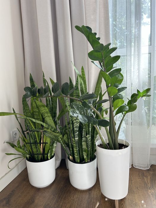 Комнатные растения / Цветы
