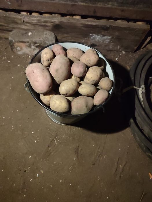 Продам картофель