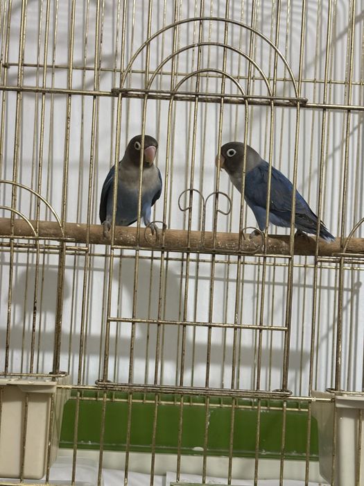 Продам пару неразлучников