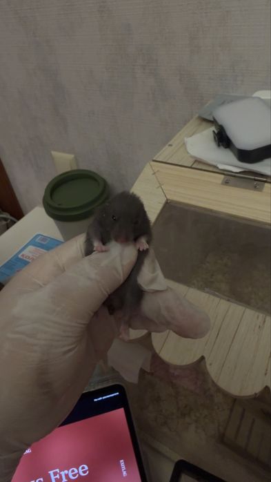 Сирийские хомяки