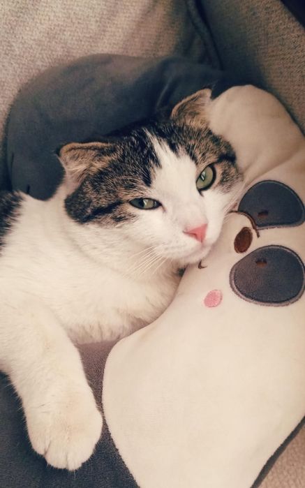 Кот, серо-белая.