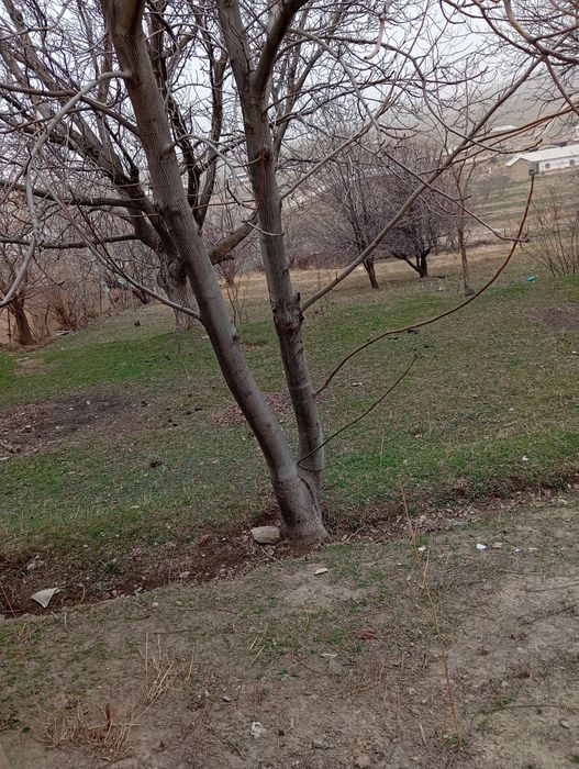 Uy sotiladi holati yaxwi