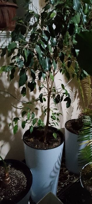 Цветы гуллар декоративные