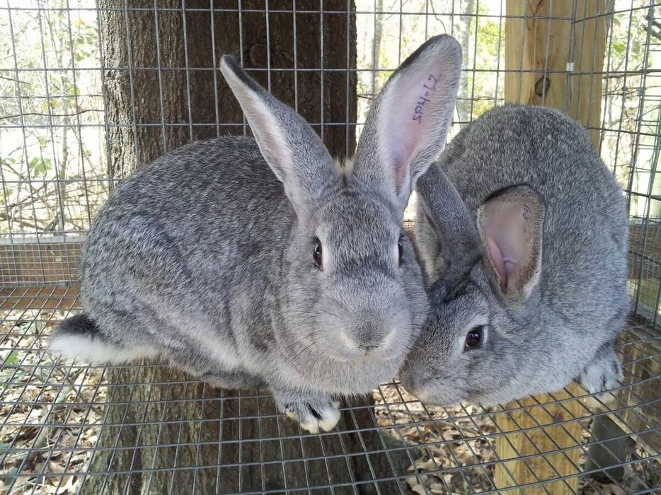 Продам кроликов.  .