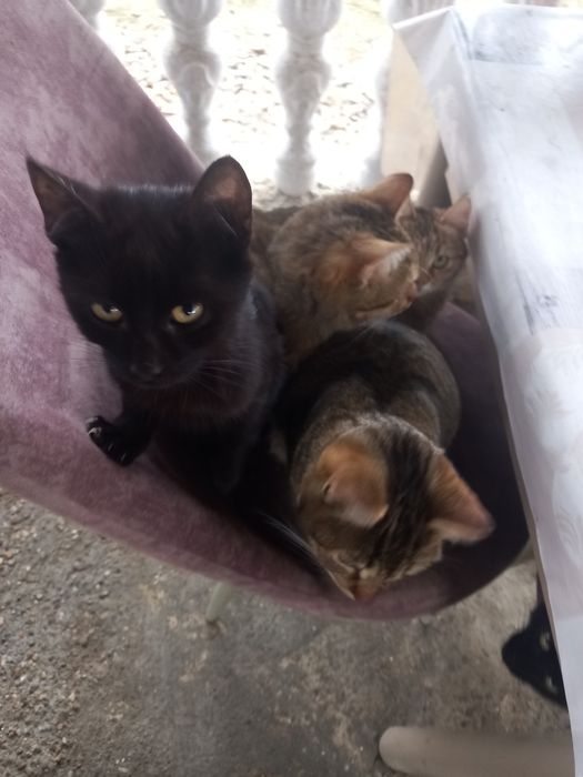 Donez pisicute rasa comuna