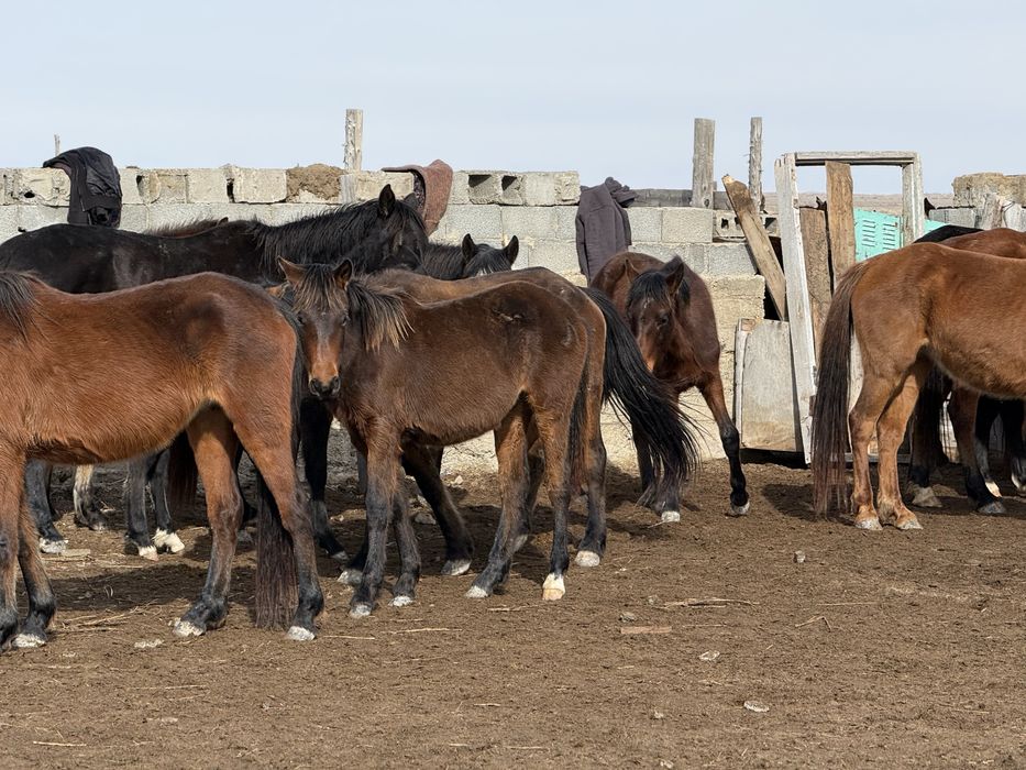 Жабагылар сатамын 40 бас ургашы
