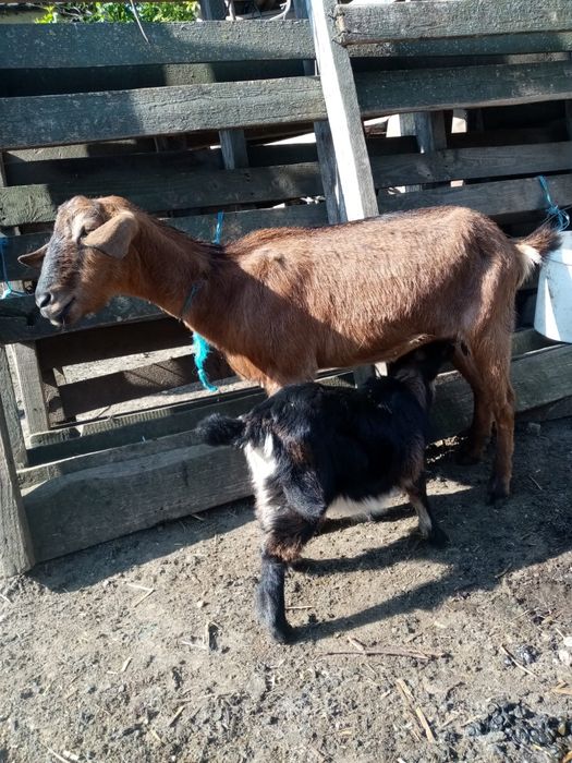 Vând capra cu ieduță