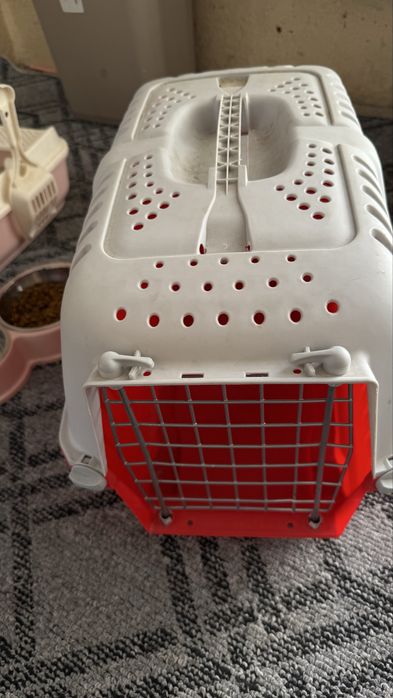 Scottish Straight (Silver Chinchilla) o’g’il mushuk sotiladi. 9 oylik