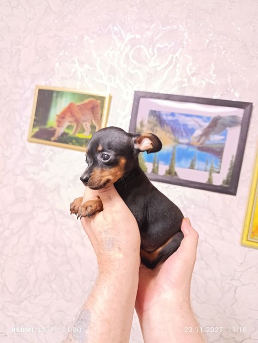 Тойчики. Щенки с документами