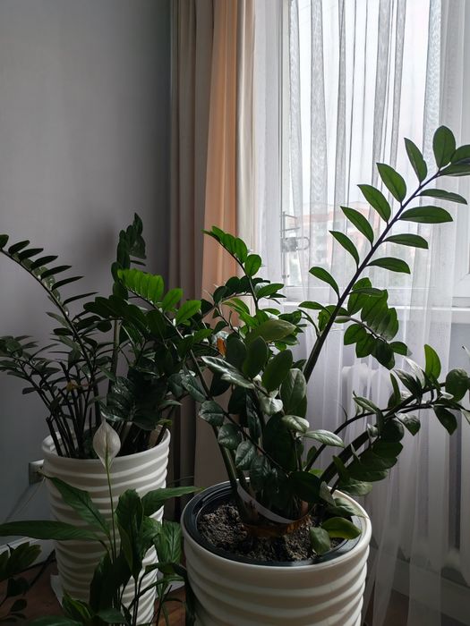 Долларовое дерево