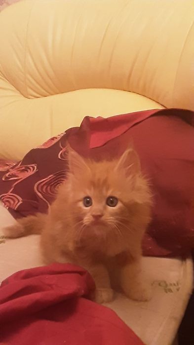 Продам чистокровных котят мейнкуна