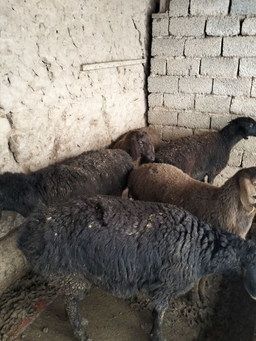 Койлар сатылады сатылады