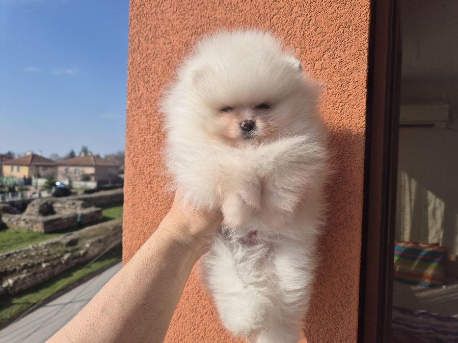 Кремави и бели померанчета