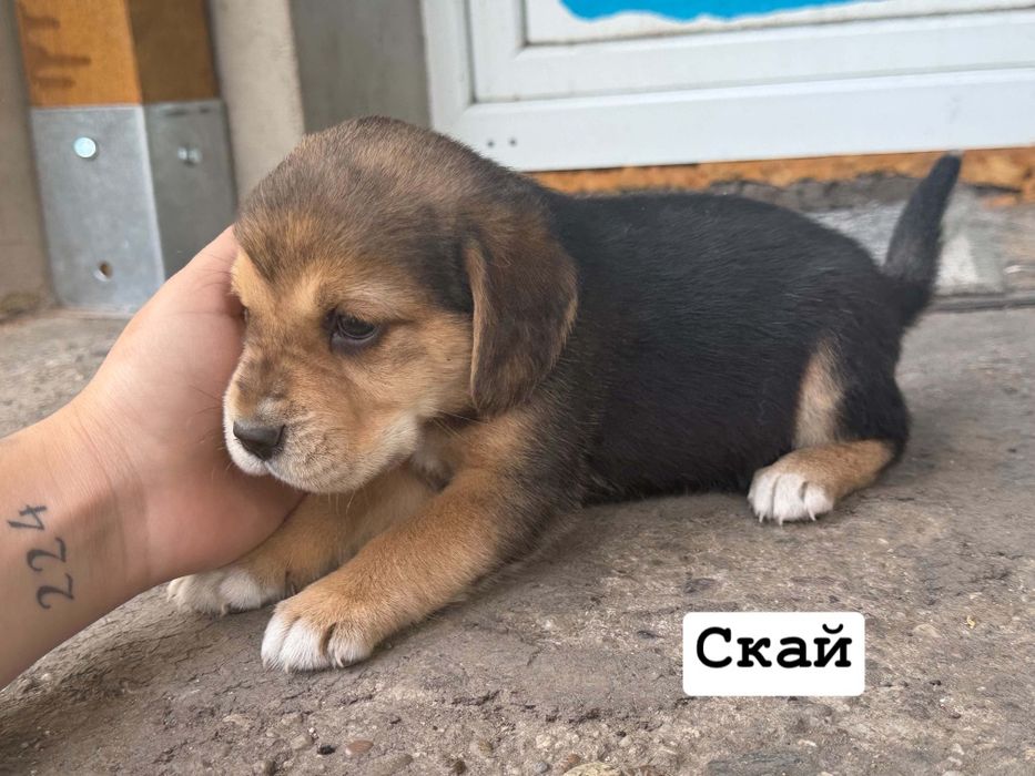 Подаряват сеее..