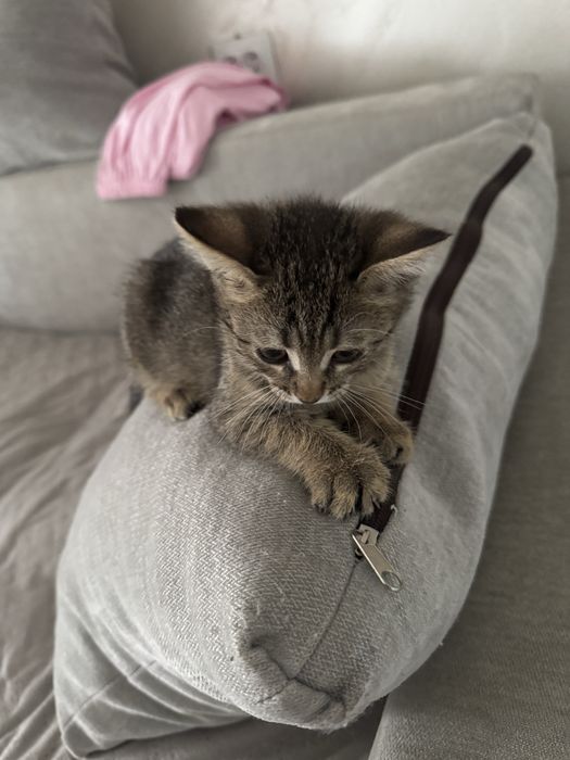 Котеночек девочка в добрые руки . Ищет семью
