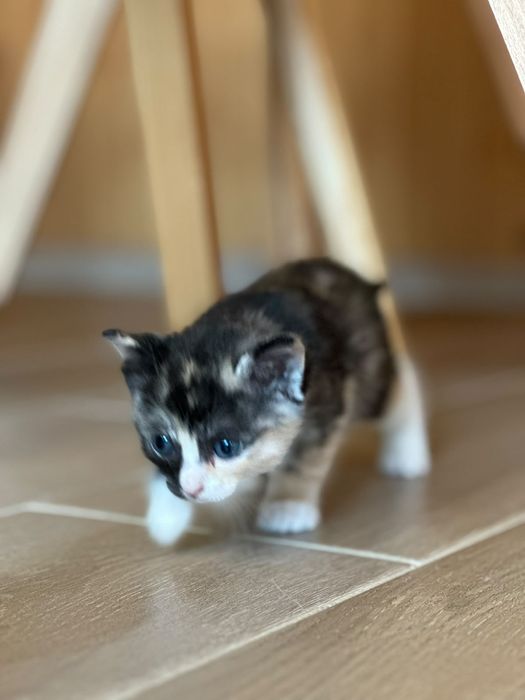 Отдадим котят в добрые руки