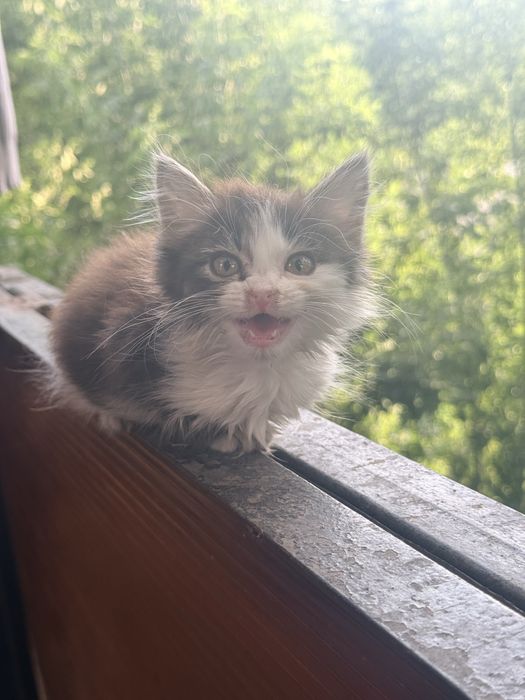 Отдам Котят Алматы 1