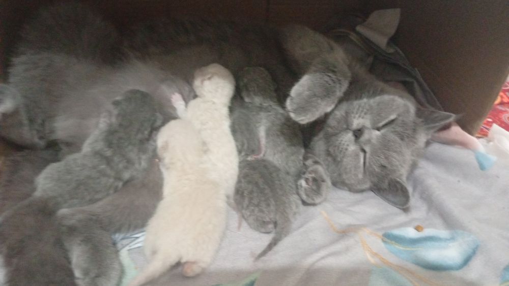 100$Скоттиш страйт мушукчалани корасув Самарканд