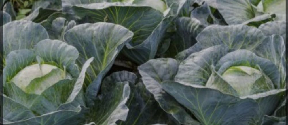 Varză de gradina bio