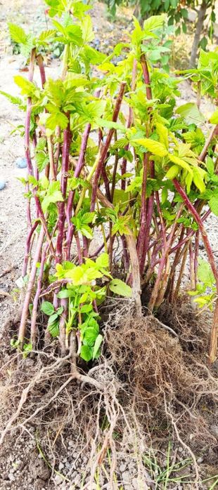 Супер Акция!Малина Маравила, Полонез ,Полька ,Полана олий сортлар