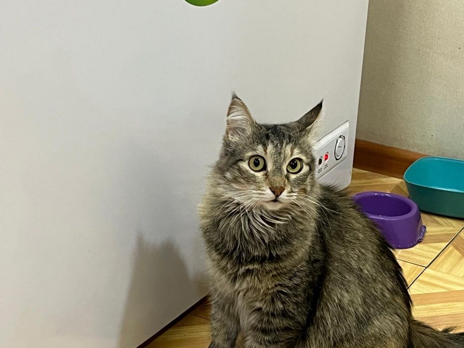 Отдам в хорошие руки