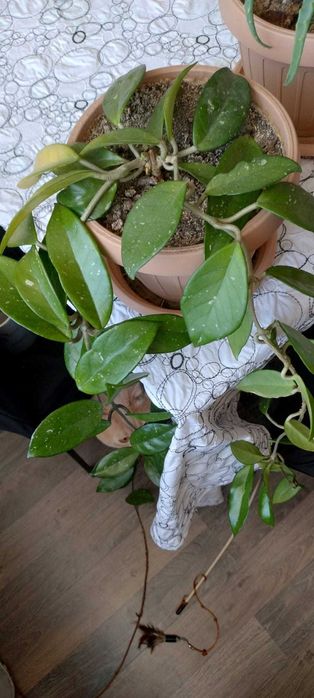 Butasi si plante adulte Lacrima Maicii Domnului, Hoya Carnosa