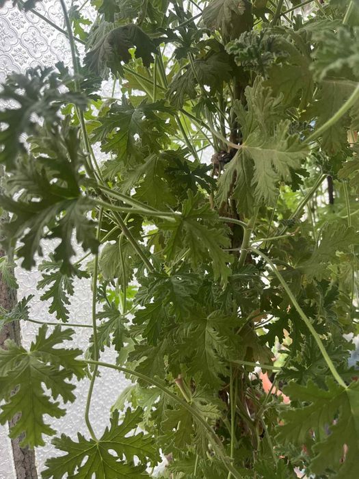 Цветя, зелени, няколкогодишни