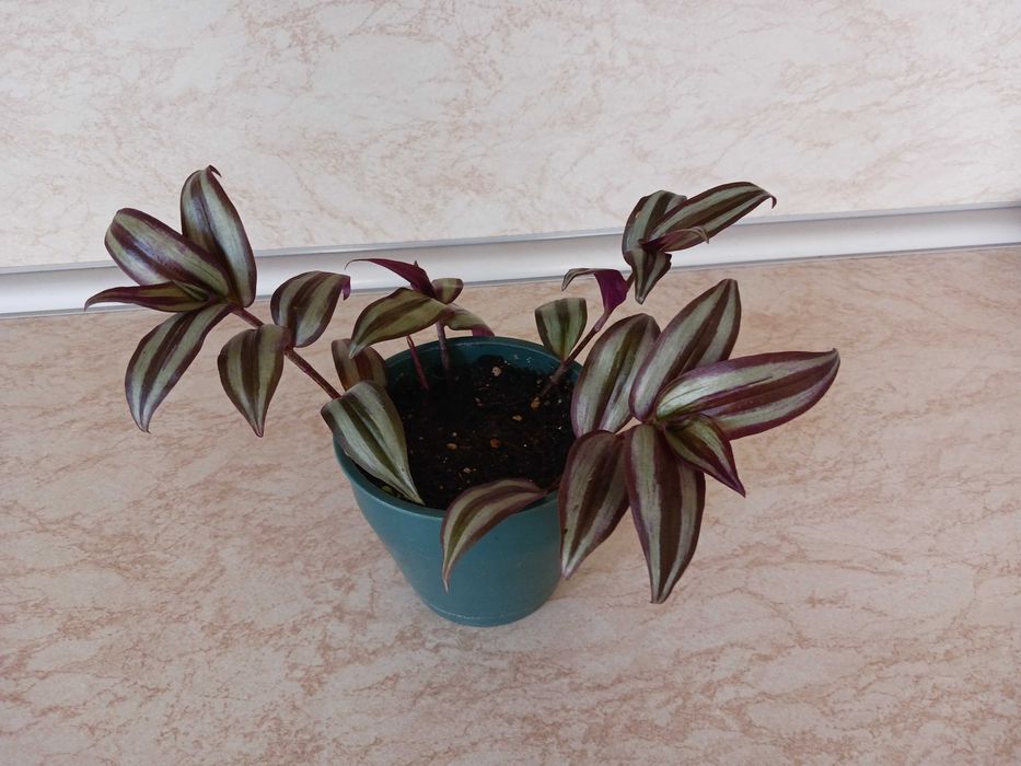 Зебрина - Традесканция - 4 стръка в саксия