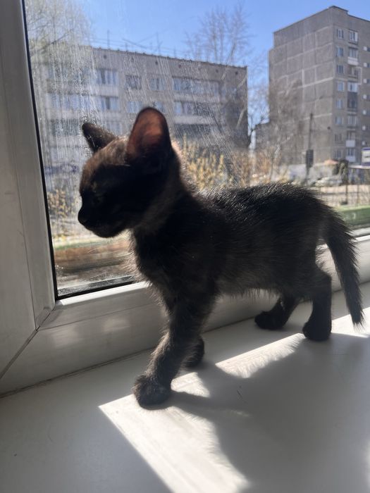 Котенок. Мальчик в добрые руки