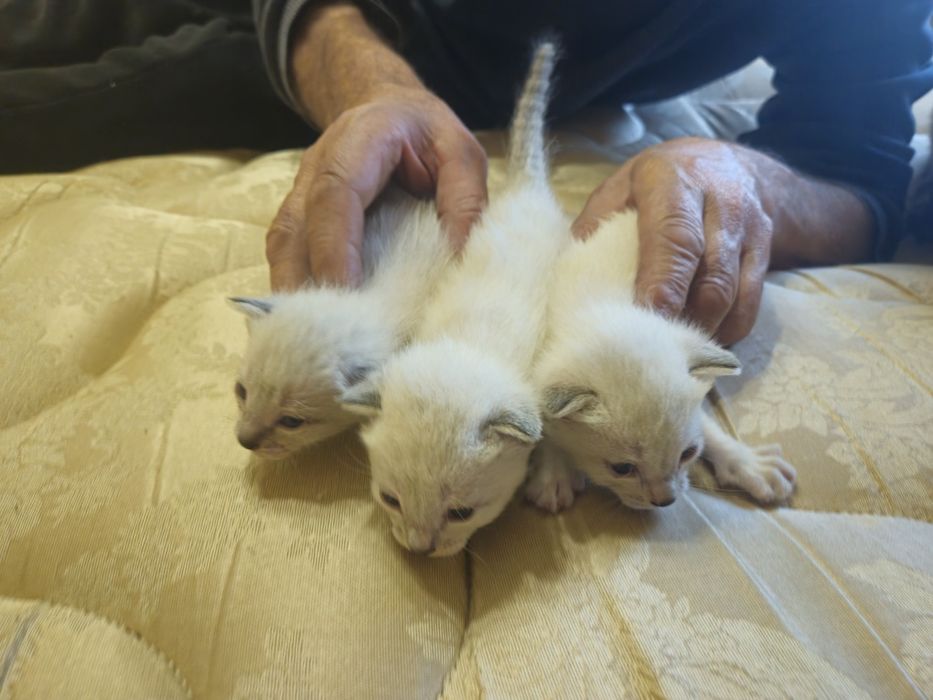 Отдам котят в хорошие руки