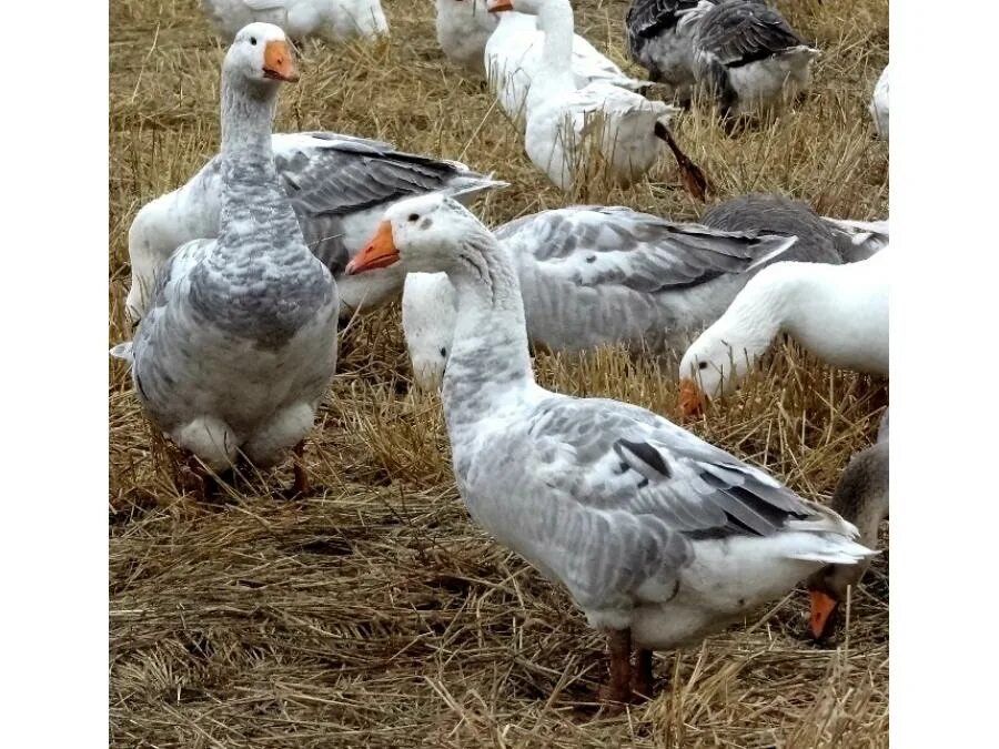 Продам гусинное яйцо