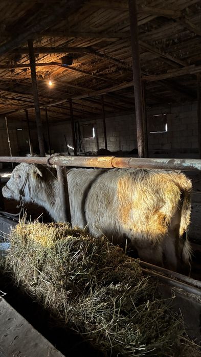 Бык продается, бұқа