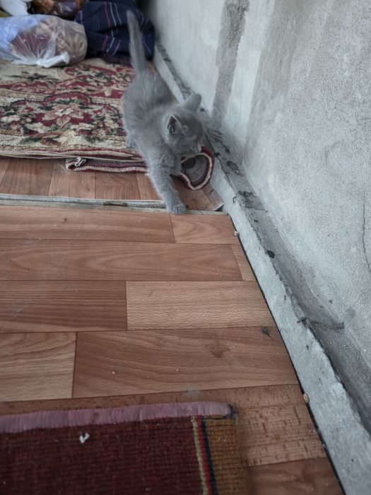 Котята  в добрые руки