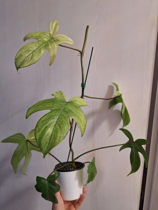Philodendron florida ghost