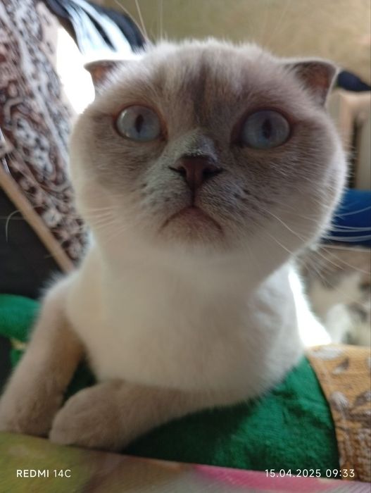 Ищу кота для вязки